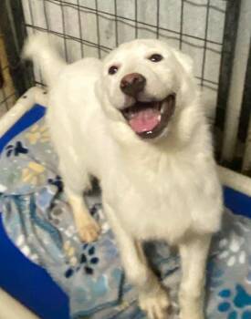 Australian Shepherd Dogs Available for Adoption - Snowy | PetCurious