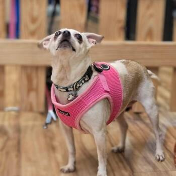 Chihuahua Dogs Available for Adoption in Shelby, North Carolina - Daisy | PetCurious