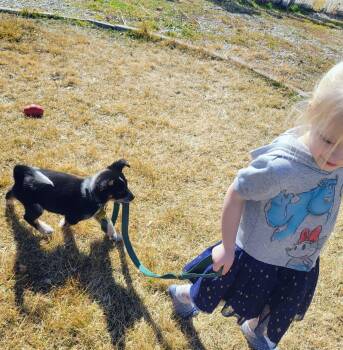 Cattle Dog Dogs Available for Adoption - Mr. Leo | PetCurious