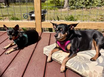 Miniature Pinscher Dogs Available for Adoption in Holland, Michigan - BB | PetCurious
