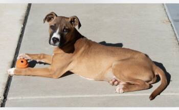 Boxer Dogs Available for Adoption - Jovi | PetCurious