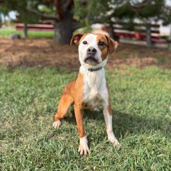 Boxer and Mixed Breed Dogs Available for Adoption in Fargo, North Dakota - Saffron | PetCurious