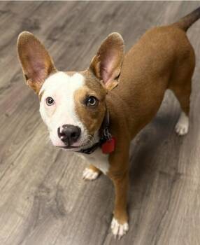 Haku -  Basenji Dog for Adoption in Sedalia, Colorado - Haku | PetCurious