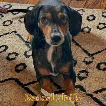 Rascal Flatts -  Dachshund Dog for Adoption in San Antonio, Texas - Rascal Flatts | PetCurious