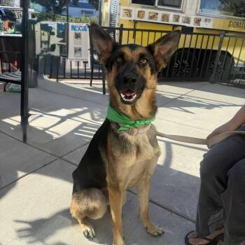Rescue German Shepherd Dog Dogs for Adoption in Antioch, California - Tiny | PetCurious