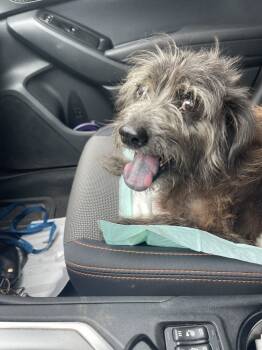 Rescue Terrier Dogs for Adoption in Shawnee, Oklahoma - Jules | PetCurious