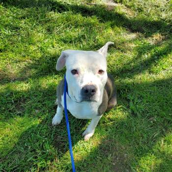 Pit Bull Terrier Dogs Available for Adoption in Jersey City, New Jersey - Nyrissa | PetCurious