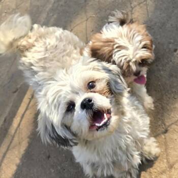 Shih Tzu Dogs Available for Adoption in Athens, Alabama - Abigail | PetCurious