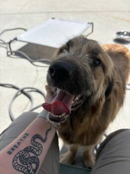 Anatolian Shepherd and Great Pyrenees Dogs Available for Adoption in Ashland, Virginia - Furfrou | PetCurious