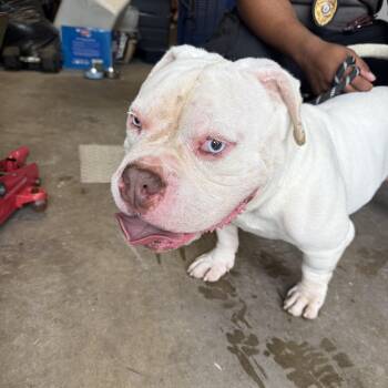 SINATRA - COURTESY POST -  English Bulldog and Bulldog Dog for Adoption - SINATRA - COURTESY POST | PetCurious