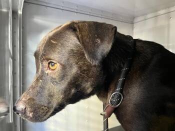 Mixed Breed Dogs Available for Adoption in Palmetto, Florida - DUCKY | PetCurious