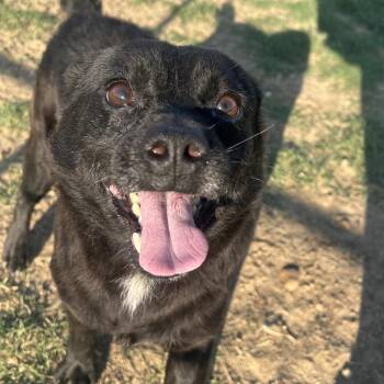 Carter 23 -  Chihuahua and Mixed Breed Dog Available for Adoption in West Point, Mississippi - Carter 23 | PetCurious