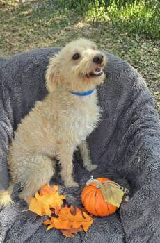 Hazino MD14076-T -  Poodle Dog for Adoption in Missouri City, Texas - Hazino MD14076-T | PetCurious