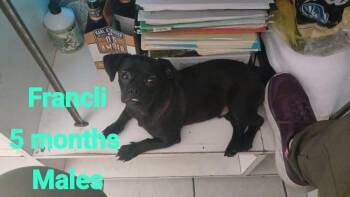 Francli -  Pug and Dachshund Dog for Adoption in Durango, Colorado - Francli | PetCurious