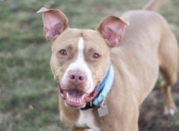 Maggie Mae -  Mixed Breed Dog for Adoption in Hamilton, Ohio - Maggie Mae | PetCurious