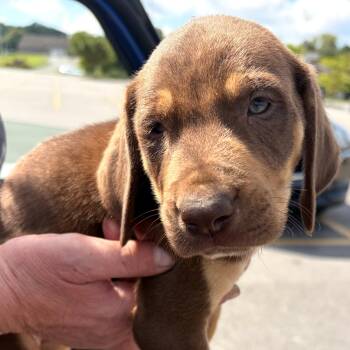 Wink -  Hound Dog for Adoption in Albany, New York - Wink | PetCurious