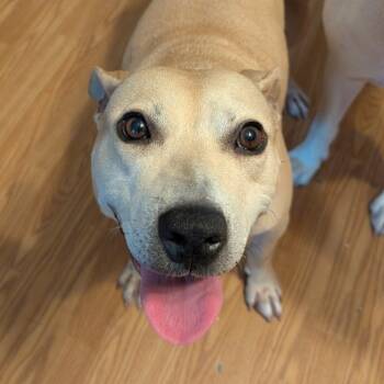 Rescue Mixed Breed Dogs for Adoption in Savannah, Georgia - Brenda | PetCurious