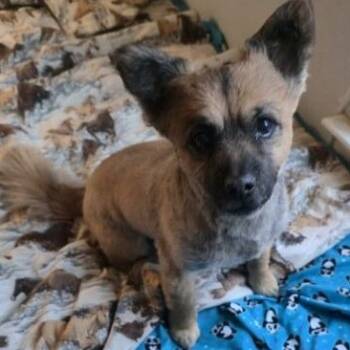 Benevolent Buddy -  Cavalier King Charles Spaniel and Pomeranian Dog for Adoption in La Center, Washington - Benevolent Buddy | PetCurious