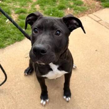 American Staffordshire Terrier Dogs Available for Adoption in Greenville, South Carolina - Rocket Man | PetCurious
