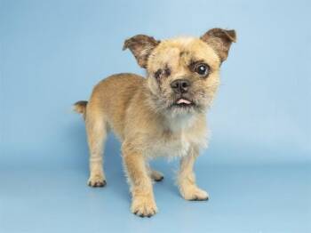 CHOCOLATE -  Brussels Griffon Dog for Adoption in Phoenix, Arizona - CHOCOLATE | PetCurious