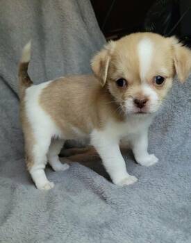 Dandelion -  Shih Tzu and Chihuahua Dog for Adoption - Dandelion | PetCurious