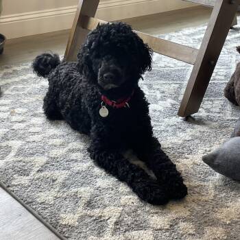 Poodle and Labrador Retriever Dogs Available for Adoption in Cumming, Georgia - Thistle 22245 | PetCurious