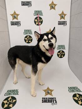 MELVIN -  Siberian Husky Dog for Adoption in Winter Haven, Florida - MELVIN | PetCurious