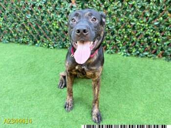 BRYNN -  Mixed Breed Dog for Adoption in West Palm Beach, Florida - BRYNN | PetCurious