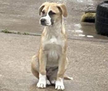 Pit Bull Terrier and Mixed Breed Dogs Available for Adoption in Houston, Texas - A654750 | PetCurious