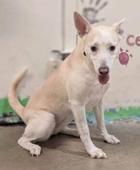 Husky and Labrador Retriever Dogs Available for Adoption - 4303 Prada | PetCurious