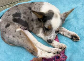 Australian Cattle Dog Blue Heeler Dogs Available for Adoption in Mauston, Wisconsin - Everest | PetCurious