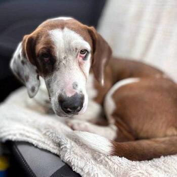 Basset Hound and Beagle Dogs Available for Adoption in Hamilton, New Jersey - PRINCESS | PetCurious