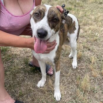 Martha (In Foster) -  Husky and American Staffordshire Terrier Dog for Adoption in Newark, New Jersey - Martha (In Foster) | PetCurious
