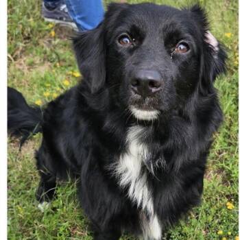 Fila -  Dachshund and Mixed Breed Dog for Adoption in Baton Rouge, Louisiana - Fila | PetCurious