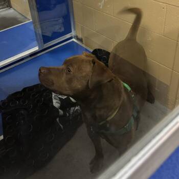 Raptor -  Pit Bull Terrier Dog for Adoption in Murray, Utah - Raptor | PetCurious