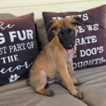 Elwood KL -  Belgian Shepherd Malinois and German Shepherd Dog Dog for Adoption in Austin, Texas - Elwood KL | PetCurious