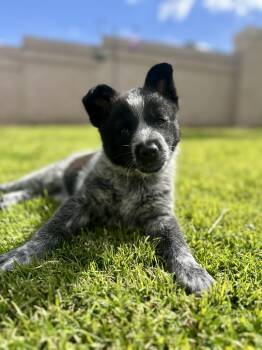 Australian Cattle Dog Blue Heeler Dogs Available for Adoption in Rialto, California - Kodah | PetCurious