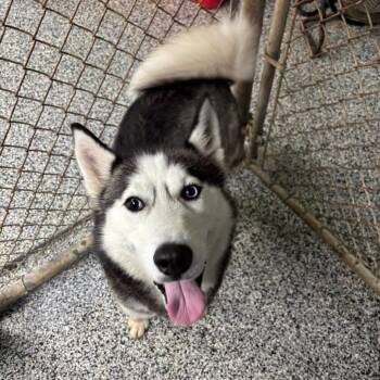 Avalanche 26-236 -  Husky Dog for Adoption in Tawas City, Michigan - Avalanche 26-236 | PetCurious