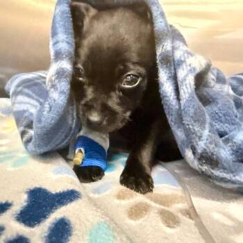 Chihuahua and Mixed Breed Dogs Available for Adoption - Auggy | PetCurious