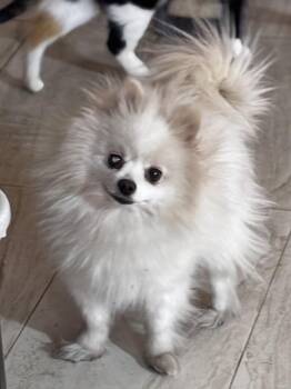 Pomeranian Dogs Available for Adoption in Helendale, California - Mochi | PetCurious