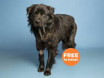 Chow Chow Dogs Available for Adoption in Phoenix, Arizona - BEAR | PetCurious