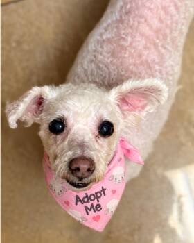 Ellen (Ms. Lamby) -  Poodle and Dachshund Dog for Adoption in Los Angeles, California - Ellen (Ms. Lamby) | PetCurious