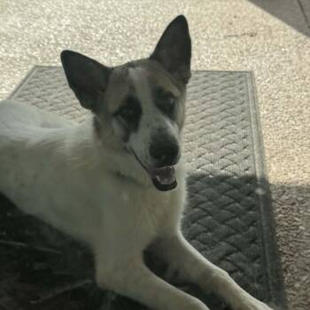 Catalina -  Great Pyrenees and German Shepherd Dog Dog for Adoption in Marengo, Illinois - Catalina | PetCurious