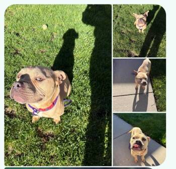 French Bulldog and Miniature Bull Terrier Dogs Available for Adoption in Ralston, Nebraska - Benny | PetCurious