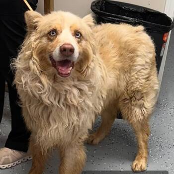 Ranger -  Australian Shepherd and Husky Dog for Adoption in New Tazewell, Tennessee - Ranger | PetCurious