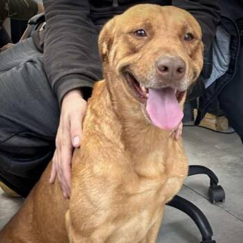 Rescue Labrador Retriever and Vizsla Dogs for Adoption in Kaufman, Texas - CARWASH BUDDY | PetCurious