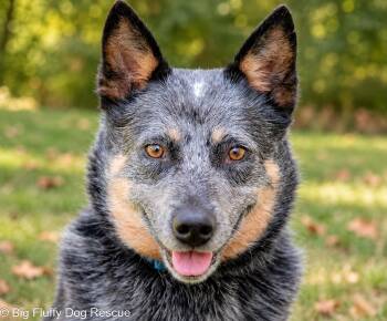 Merlin -  Australian Cattle Dog Blue Heeler Dog for Adoption in Nashville, Tennessee - Merlin | PetCurious