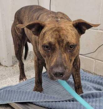 Blarney -  Pit Bull Terrier and Mixed Breed Dog for Adoption in Kansas City, Missouri - Blarney | PetCurious