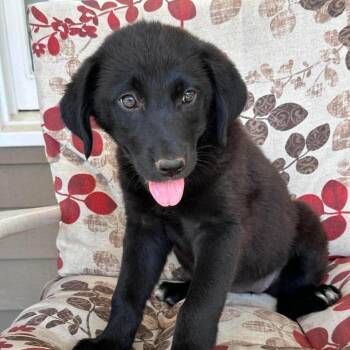 KiKi -  Labrador Retriever Dog for Adoption in Parrish, Alabama - KiKi | PetCurious