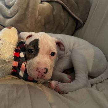 Pit Bull Terrier Dogs Available for Adoption in Minnetonka, Minnesota - Ice Cube D68977 | PetCurious